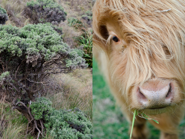 © 2011 Viviane Perenyi Makara Diptych Buffalo and Bush