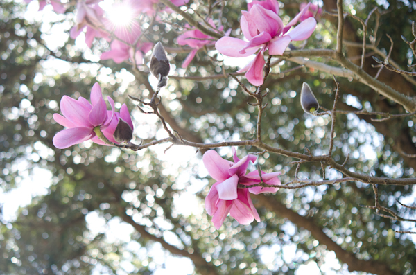 © Viviane Perenyi Pink Magnolia Flowers