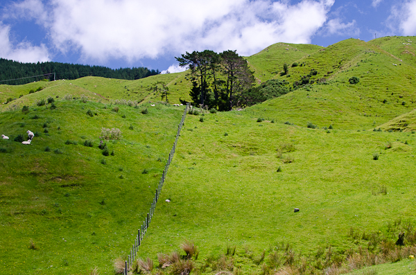 © 2011 Viviane Perenyi Green Pasture