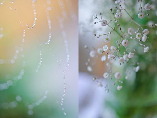 © 2011 Viviane Perenyi Droplet on Web & Flower