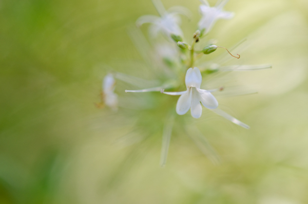  © 2012 Viviane Perenyi Macro White Flower