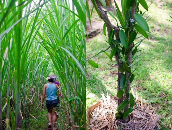 © 2012 Viviane Perenyi Cane Field & Vanilla Plant Reunion Island