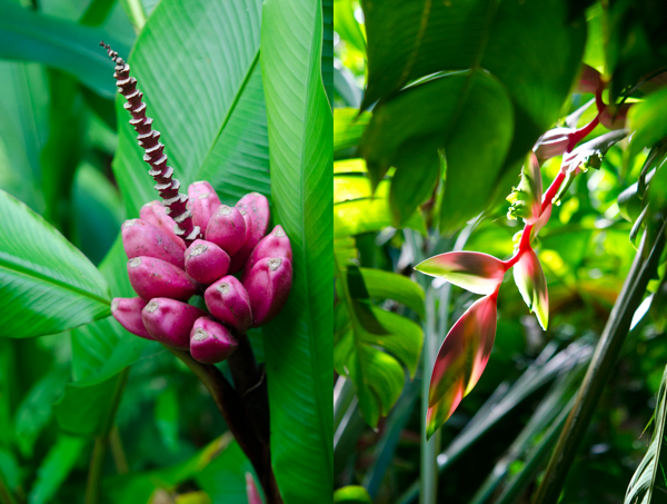 © 2012 Viviane Perenyi Tropical Flora Reunion Island
