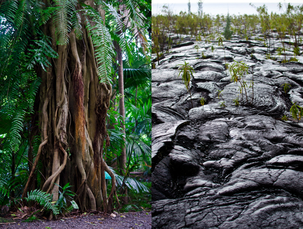 © 2012 Viviane Perenyi Banyan Tree & Lava Reunion Island