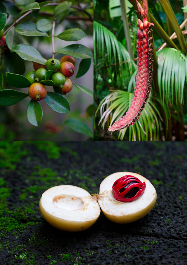 © 2012 Viviane Perenyi Reunion Island Flora