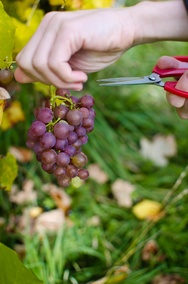 © 2012 Viviane Perenyi Picking Grapes 
