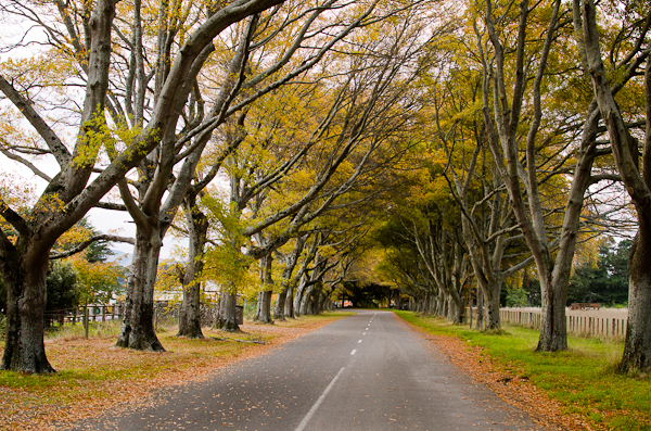 © 2012 Viviane Perenyi Wairarapa Road & Autumnal Foliage