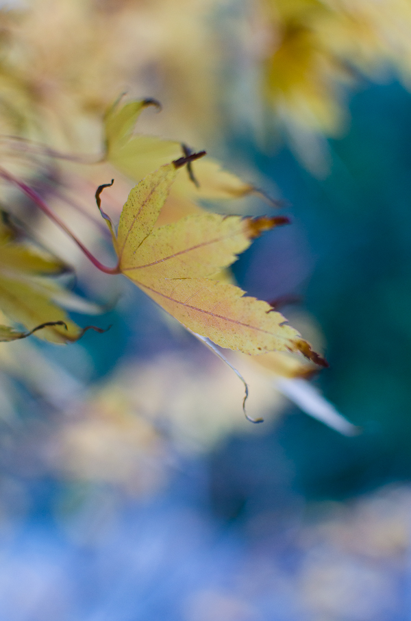 Fall Foliage | At Down Under | Viviane Perenyi