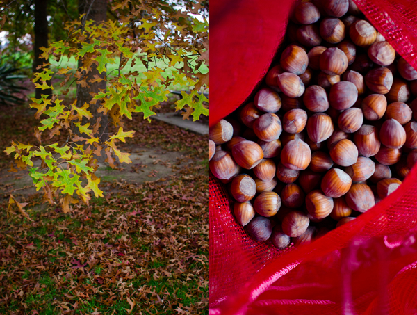 © 2012 Viviane Perenyi Hazelnuts and Fall Tree