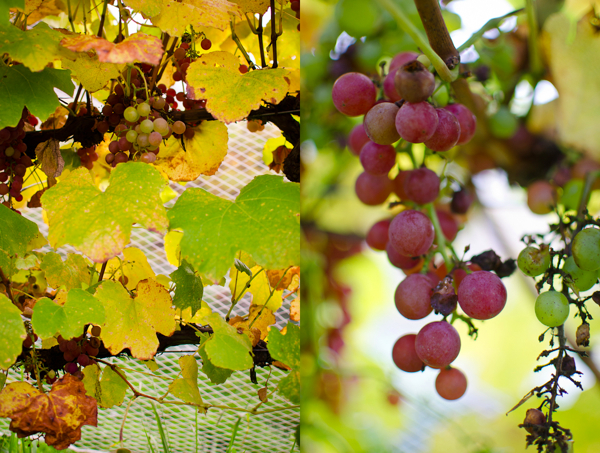 © 2012 Viviane Perenyi Grapes Autumn Wairarapa PYO
