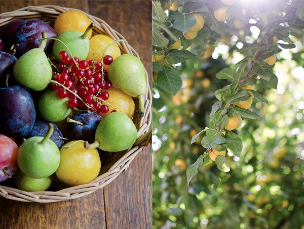 © 2012 Viviane Perenyi - Summer Fruits