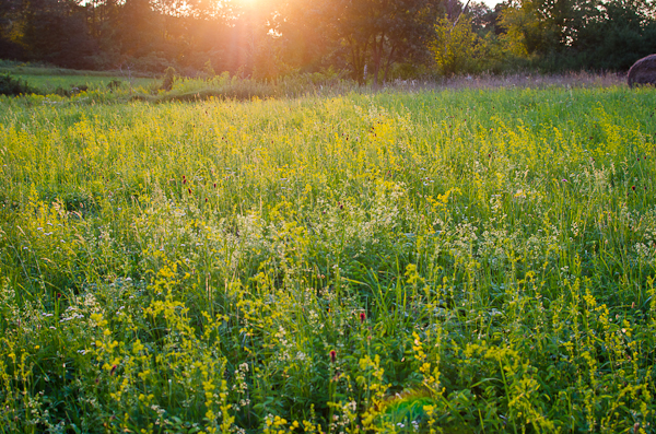 © 2012 Viviane Perenyi - Őrség Meadow Hungary