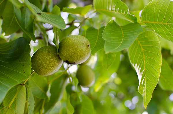 © 2012 Viviane Perenyi - Őrség Hungary Green Walnuts