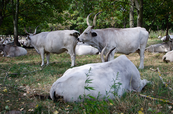 © 2012 Viviane Perenyi - Őrség  Hungary Szürke Marha - Hungarian Grey Cattle 