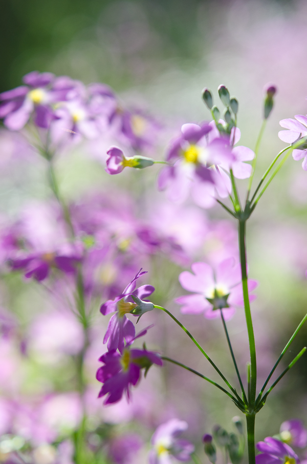 Spring Wild Flower| At Down Under | Viviane Perenyi 