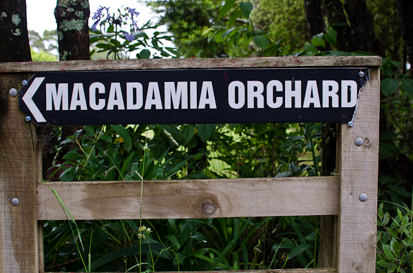 Macadamia Orchard | At Down Under | Viviane Perenyi 