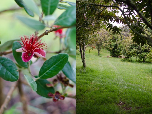 Feijoa Bloom and Garden Coromandel New Zealand | At Down Under | Viviane Perenyi 
