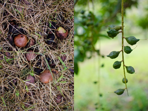 Macadamia Coromandel New Zealand | At Down Under | Viviane Perenyi 