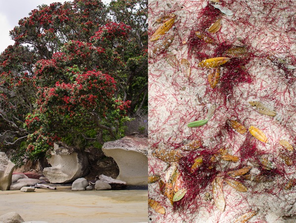 Pohutukawa Coromandel New Zealand | At Down Under | Viviane Perenyi 