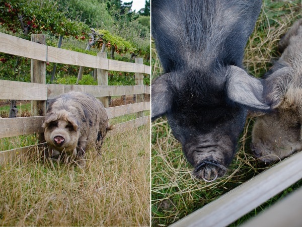 Kunekune Pig | At Down Under | Viviane Perenyi