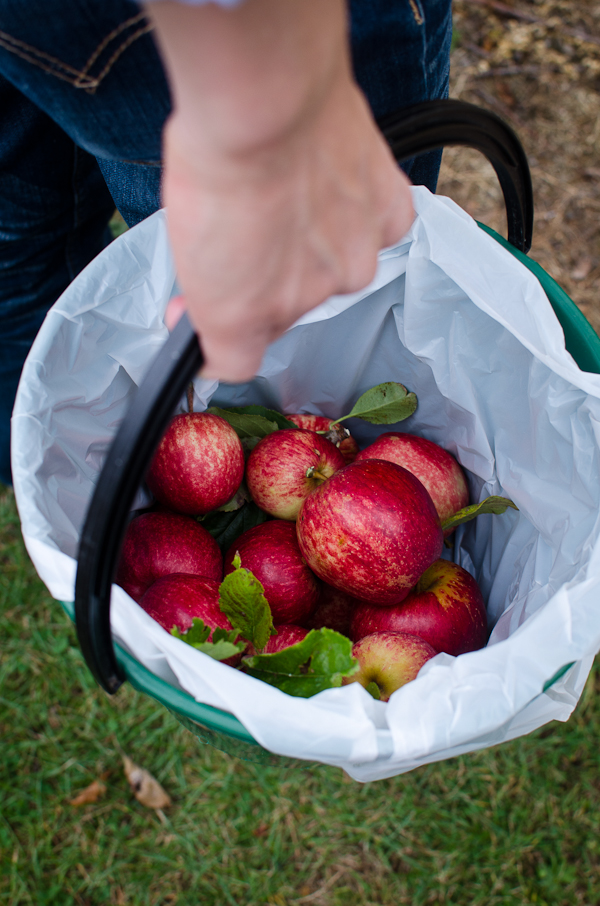 Apple Picking | At Down Under | Viviane Perenyi 