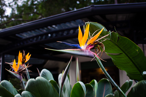 Sydney Paradise Bird Flower | At Down Under | Viviane Perenyi