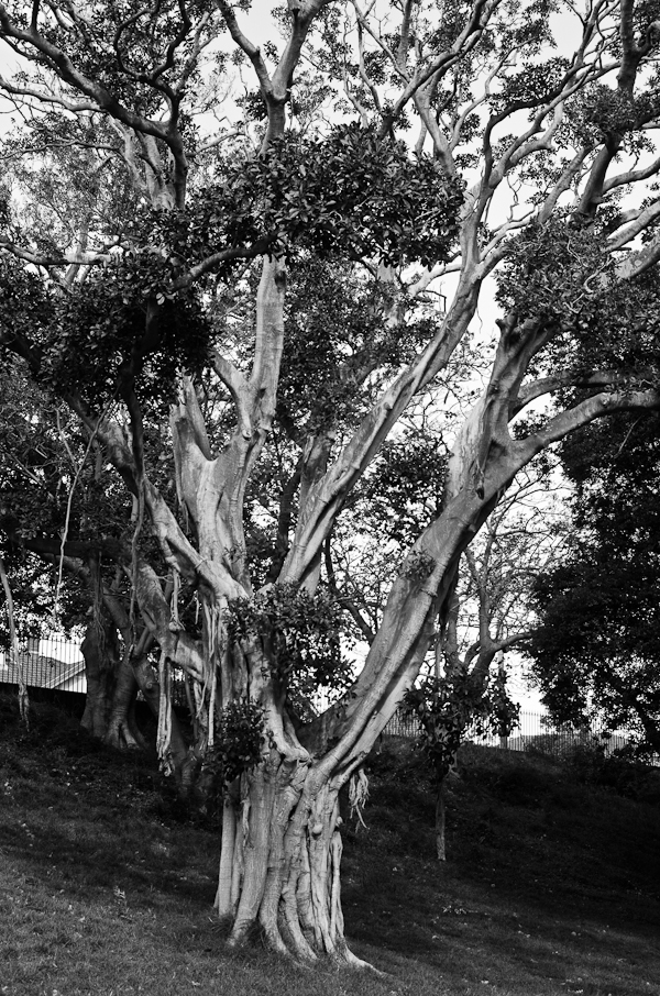 Sydney Tree | At Down Under | Viviane Perenyi 