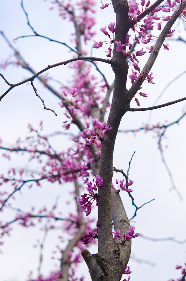 Spring Bloom | At Down Under | Viviane Perenyi