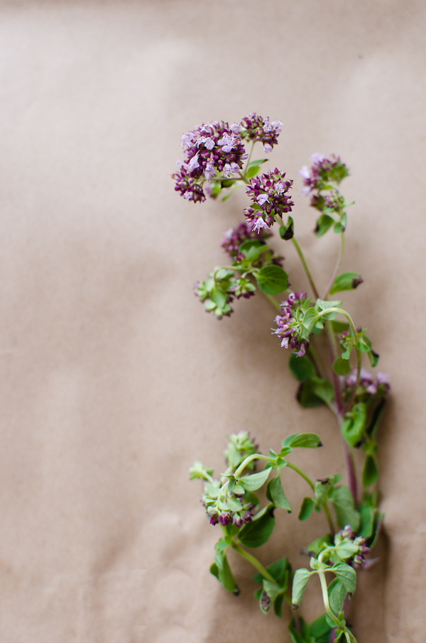 Oregano Blossoms | At Down Under | Viviane Perenyi 