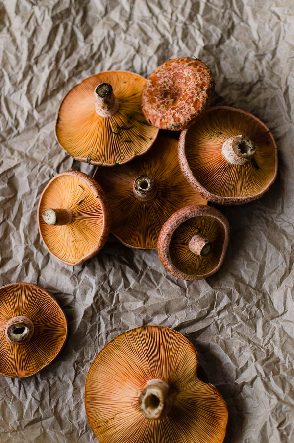 Saffron Milk Cap Mushroom | At Down Under | Viviane Perenyi