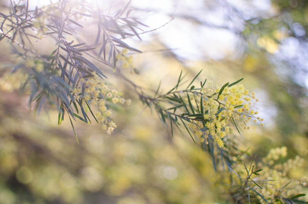 Wattle | At Down Under | Viviane Perenyi