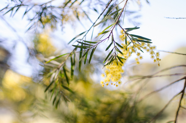 Wattle | At Down Under | Viviane Perenyi